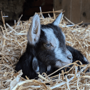 No Worries, We Goat This!